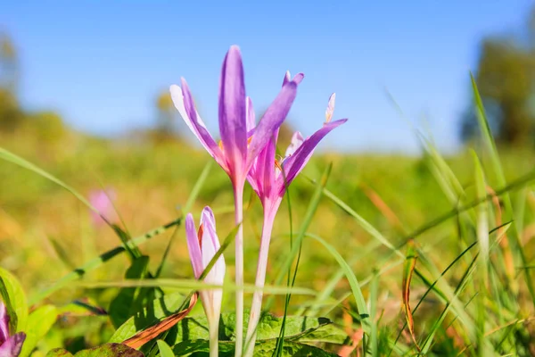 Hermosas flores de montaña azafrán salvaje —  Fotos de Stock