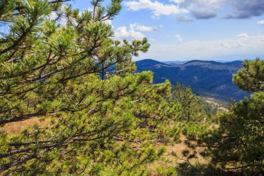 Sırbistan 'daki güzel doğa manzarasının çam dalları  