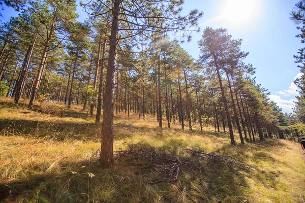 Zonlicht schijnt door dennenbomen in het bos tegen de blauwe lucht — Stockfoto