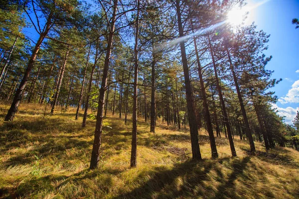 Luz del sol brillando a través de pinos en el bosque contra el cielo azul — Foto de Stock