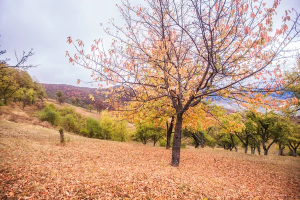 Güzel sonbahar doğası manzarası
