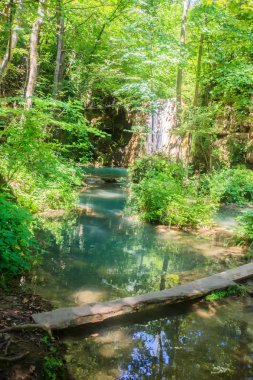 Doğal ışıkta yaz ormanında su kaynağı