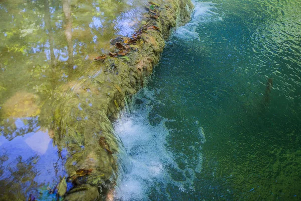 Doğal ışıkta yaz ormanında su kaynağı — Stok fotoğraf