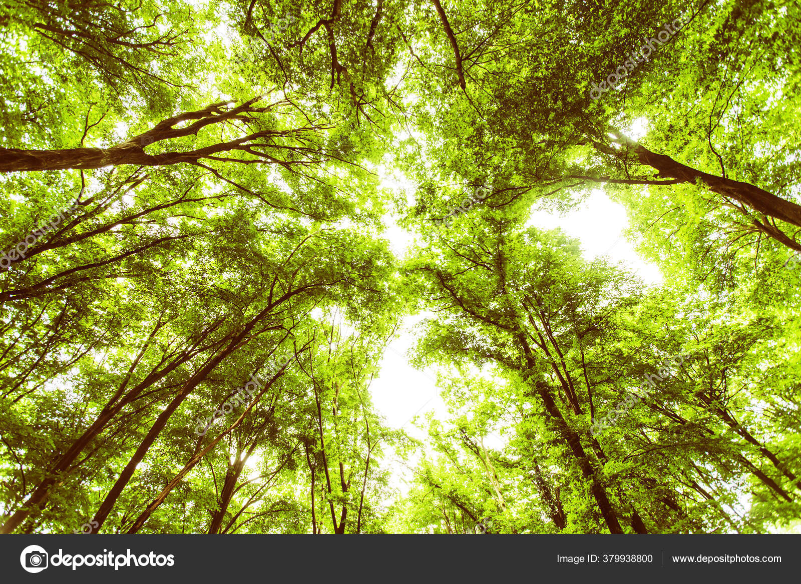 봄푸르른 올려다보면 아름다운 — 스톡 사진 © MitaStockImages #379938800, image size:1600x1167