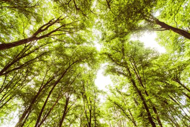 Bahar yeşili orman, manzara, güzel doğa manzarası..