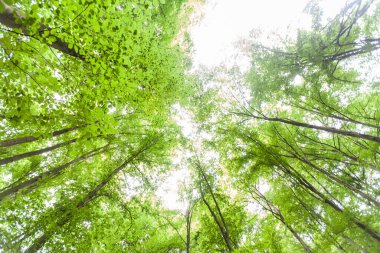 Bahar yeşili orman, manzara, güzel doğa manzarası..
