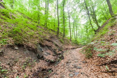 Doğada bahar gününde macera, ormanı keşfetmek