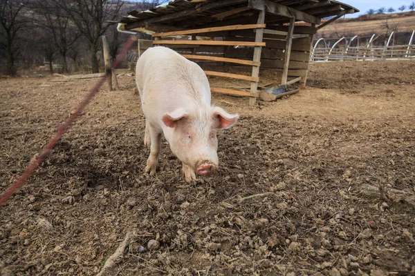 Race Traditionnelle Porcs Domestiques Dans Les Exploitations Animales Rurales — Photo