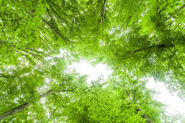 Printemps Forêt Verte Vue Vers Haut Beau Paysage Naturel — Photo