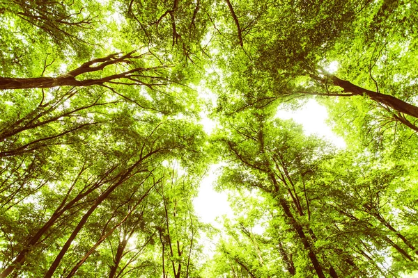 Tavaszi Zöld Erdő Kilátás Gyönyörű Természet Táj — Stock Fotó