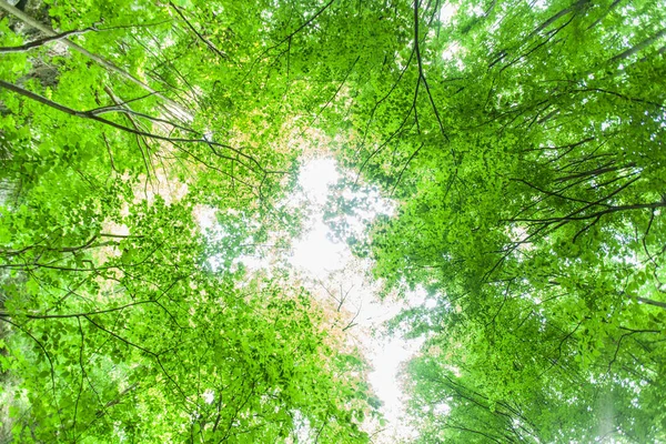 春の緑の森 ビューアップ 美しい自然景観 — ストック写真
