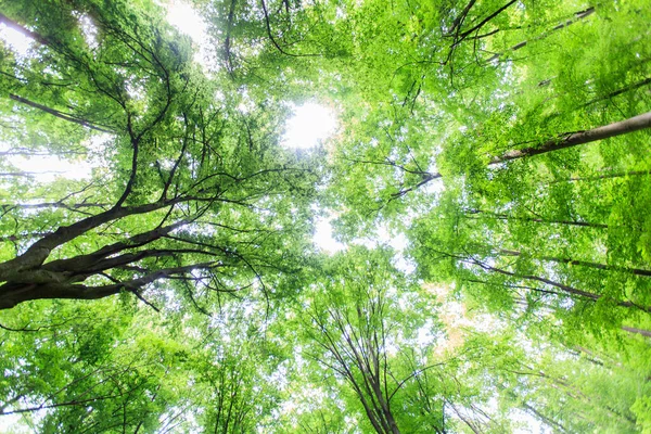 Tavaszi Zöld Erdő Kilátás Gyönyörű Természet Táj — Stock Fotó