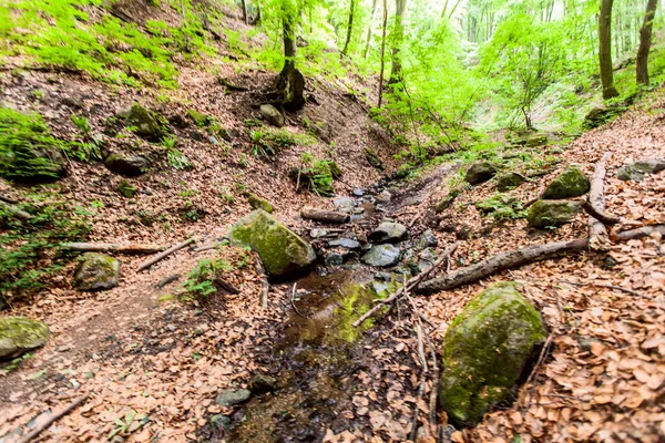 Abenteuer Frühlingstag Der Natur Wald Erkunden — Stockfoto