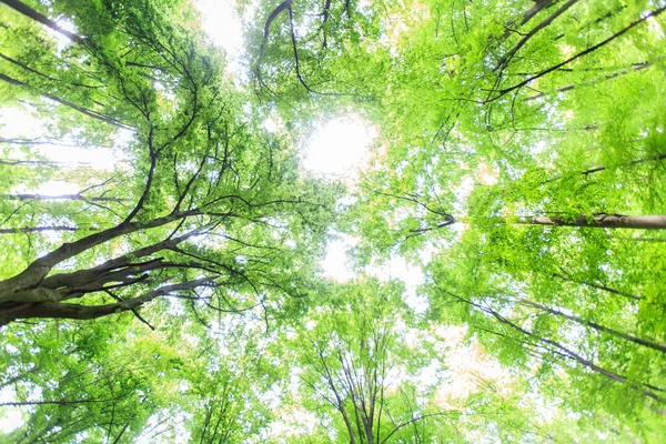 Bosque Verde Primavera Vista Hacia Arriba Hermoso Paisaje Natural — Foto de Stock