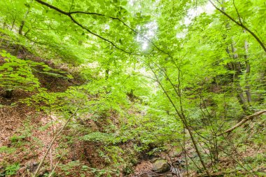 Doğada bahar gününde macera, ormanı keşfetmek