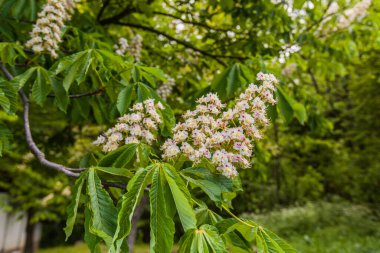 Güzel kokulu bahar çiçeği, kestane çiçekli dallar..