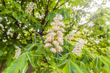 Güzel kokulu bahar çiçeği, kestane çiçekli dallar..
