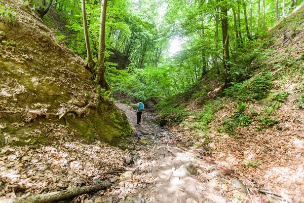 Man Backpack Walking Spring Forest Kaland Természet Fedezze Fel — Stock Fotó