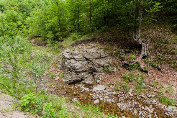 Orman Kayalık Deresi Temiz Tatlı Doğada Bahar Günü — Stok fotoğraf