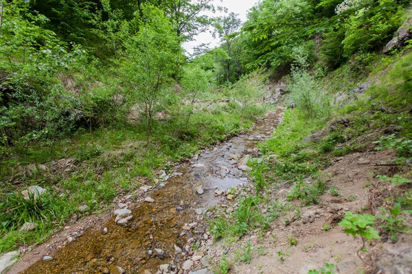 Las Skalisty Potok Czysta Słodka Woda Wiosenny Dzień Przyrodzie — Zdjęcie stockowe
