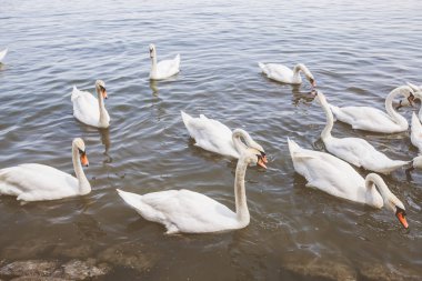 Yaz günü Tuna nehrinde beyaz kuğu sürüleri