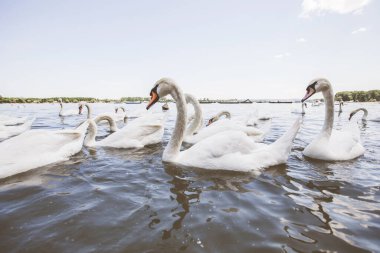 Yaz günü Tuna nehrinde beyaz kuğu sürüleri
