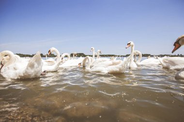 Yaz günü Tuna nehrinde beyaz kuğu sürüleri