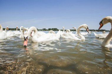 Yaz günü Tuna nehrinde beyaz kuğu sürüleri