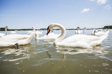 Yaz günü Tuna nehrinde beyaz kuğu sürüleri