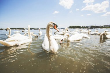 Yaz günü Tuna nehrinde beyaz kuğu sürüleri