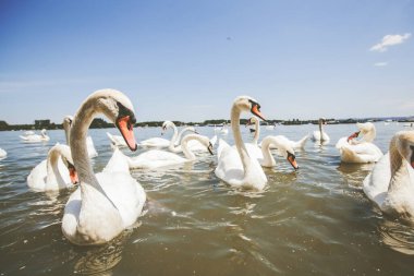 Yaz günü Tuna nehrinde beyaz kuğu sürüleri
