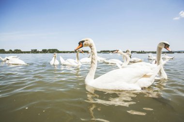 Yaz günü Tuna nehrinde beyaz kuğu sürüleri