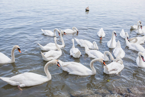 Flocks of white swans on Danube river at summer day