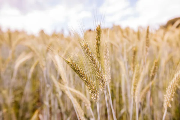 Campos Trigo Dourado Dia Verão Agricultura Paisagem Rural — Fotografia de Stock