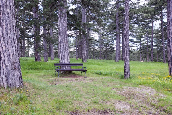 Eenzame Bank Dennenbos Romantisch Natuur — Stockfoto