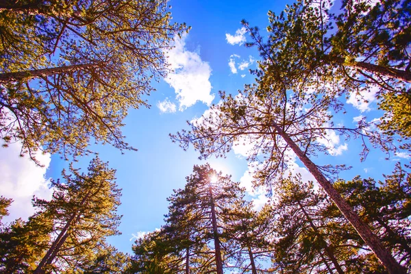 Verão Floresta Verde Vista Para Cima Céu Azul Bonito Com — Fotografia de Stock