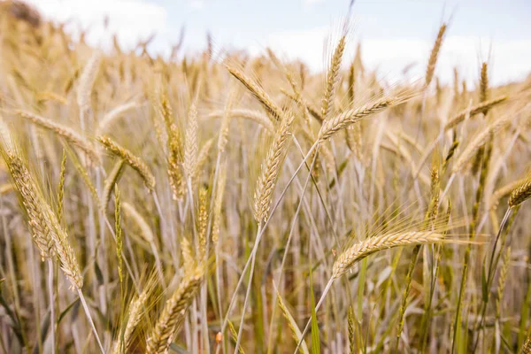 Golden Wheat Fields Summer Day Agriculture Rural Landscape — Stock Photo, Image