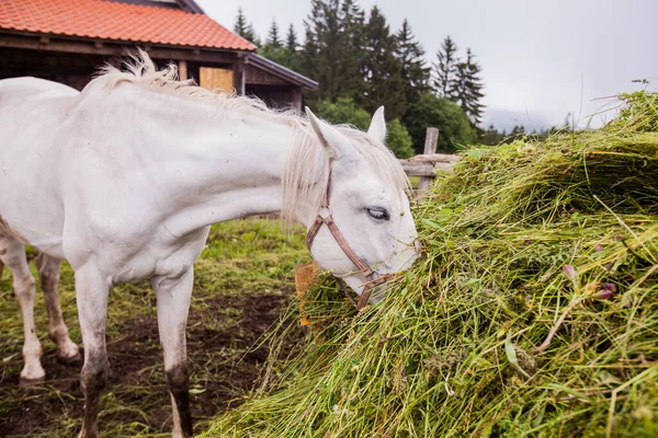 Horse on the farm, beautiful horses feeding, eating fresh grass on the ranch