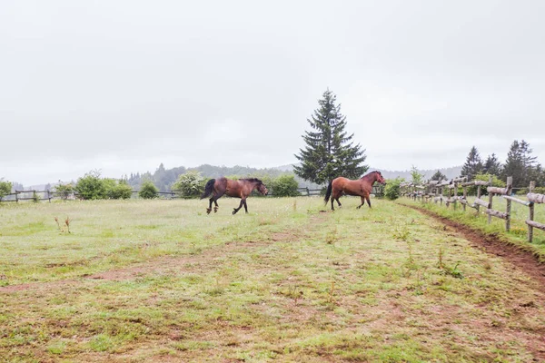 牧场上的马 牧场上美丽的马 吃新鲜的草 乡村风景 — 图库照片