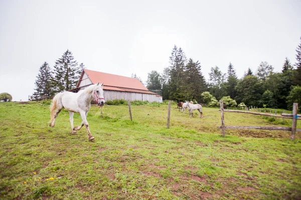 Horse on the ranch, beautiful horses on pasture, eating fresh grass ,countryside landscape