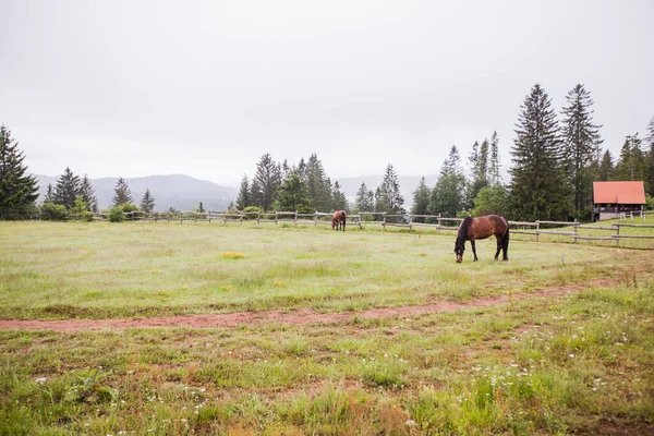 Horse Ranch Beautiful Horses Pasture Eating Fresh Grass Countryside Landscape — Stock Photo, Image