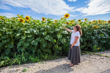 Ayçiçeği tarlalarında bir kadın güzel bir yaz gününde doğada.