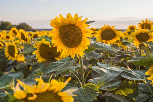 夏の日没時に畑のひまわり 田舎の美しい農業の黄色の花 — ストック写真