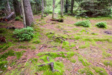 Yosun kaplı orman zemini, doğa koruma alanı.
