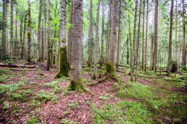 Derin orman, macera, temiz hava, bahar günü, doğa rezervi