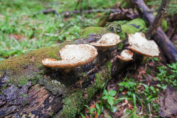 Champignons Sauvages Sur Arbre Lumière Jour Forêt — Photo