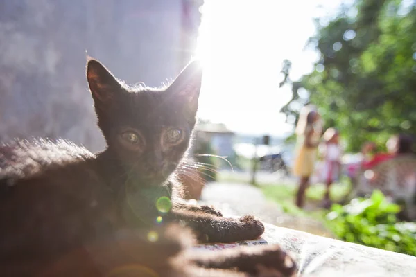 Negro Lindo Gatito Relajante Jardín Fondo Pared Gris — Foto de Stock