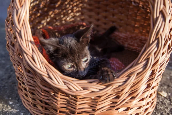 庭でリラックスした黒かわいい子猫 灰色の壁の背景 — ストック写真