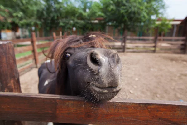 Shetland Pony Farmland Grazing Pasture Summer Day — Stock Photo, Image