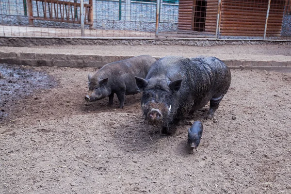 Raza Tradicional Cerdos Negros Granjas Rurales Razas Indígenas Animales —  Fotos de Stock